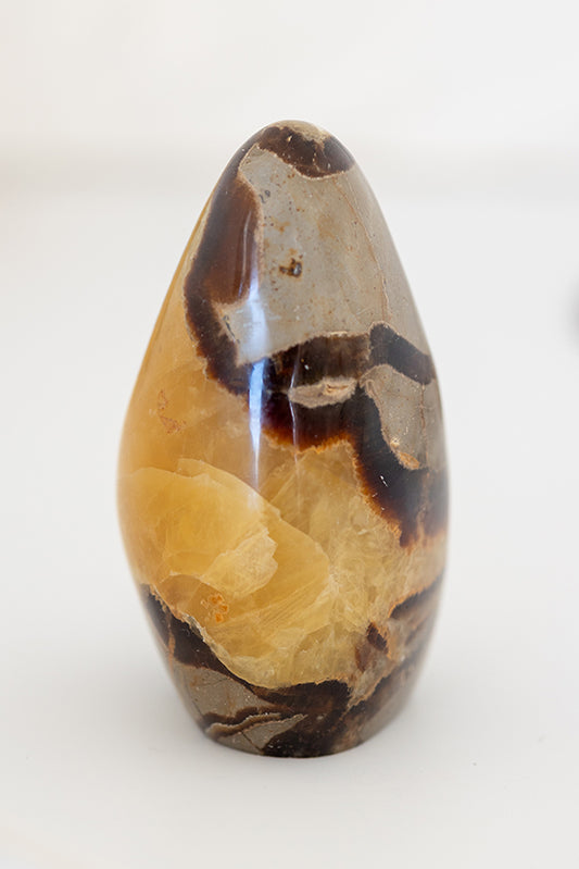 SEPTARIA